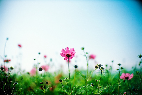 tumblr_ktmkwlKpzG1qzeh8no1_500