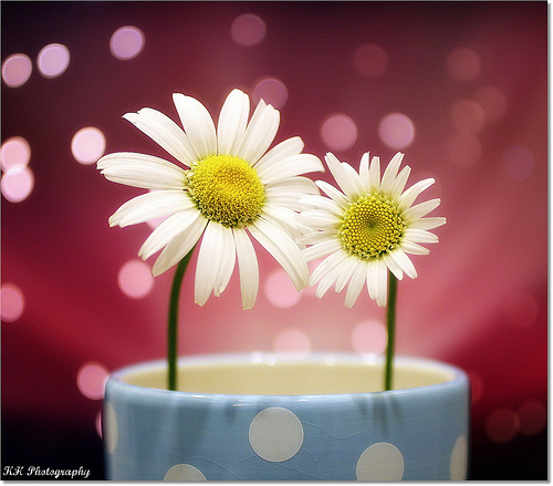 tumblr_ktwtblkKFr1qzeh8no1_500