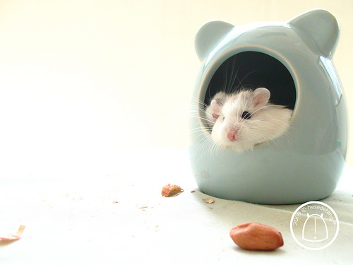 tumblr_kuar4c4i261qzeh8no1_500