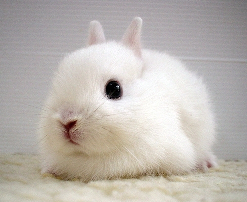 tumblr_kvobeb31UX1qawff1o1_500 tumblr_kvobeb31UX1qawff1o1_500