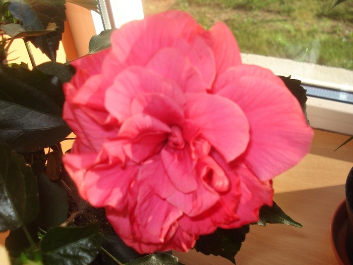  - hibiscusi