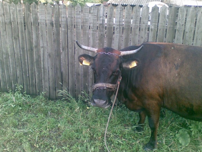 Poza(873) - vaca si vitel 2011