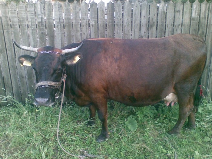 Poza(874) - vaca si vitel 2011