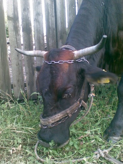 Poza(879) - vaca si vitel 2011
