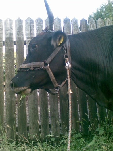 Poza(880) - vaca si vitel 2011