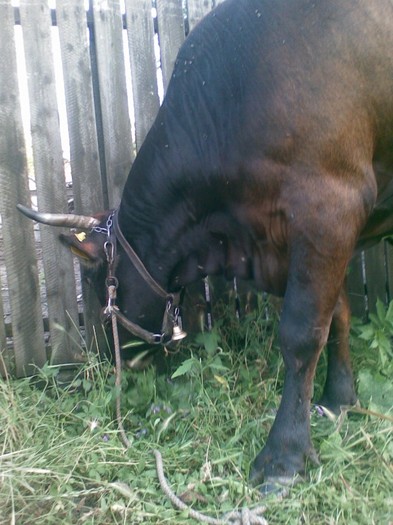 Poza(881) - vaca si vitel 2011