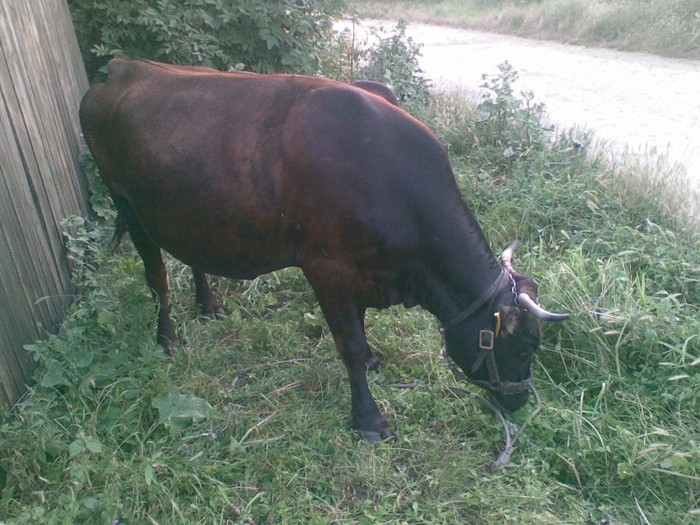 Poza(883) - vaca si vitel 2011