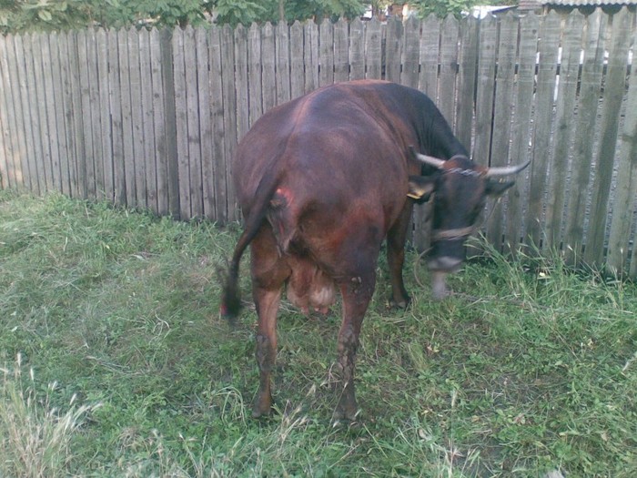 Poza(884) - vaca si vitel 2011