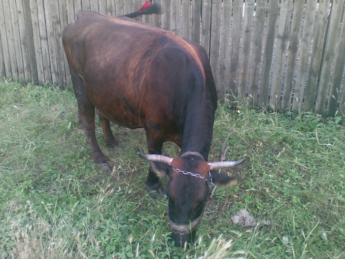 Poza(885) - vaca si vitel 2011