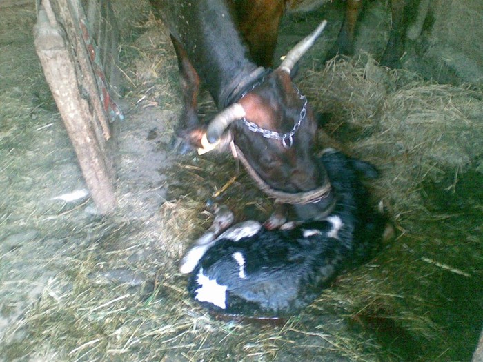 Poza(888) - vaca si vitel 2011