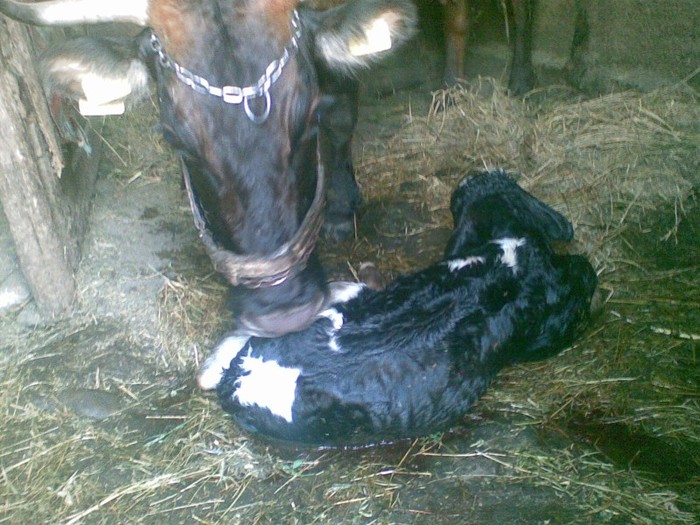 Poza(893) - vaca si vitel 2011
