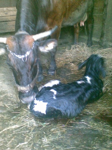 Poza(894) - vaca si vitel 2011
