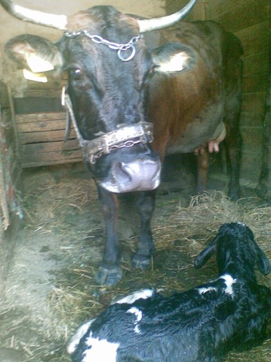 Poza(895) - vaca si vitel 2011