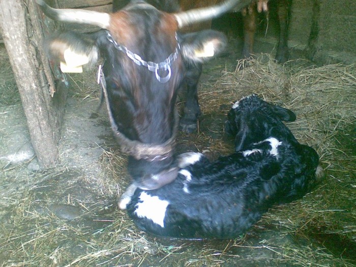 Poza(896) - vaca si vitel 2011