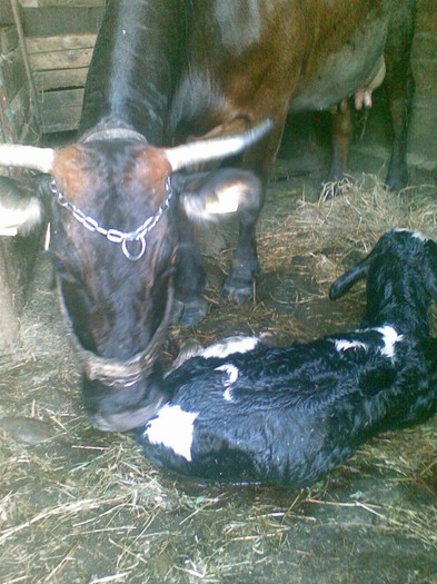 Poza(897) - vaca si vitel 2011