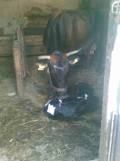 Poza(898) - vaca si vitel 2011