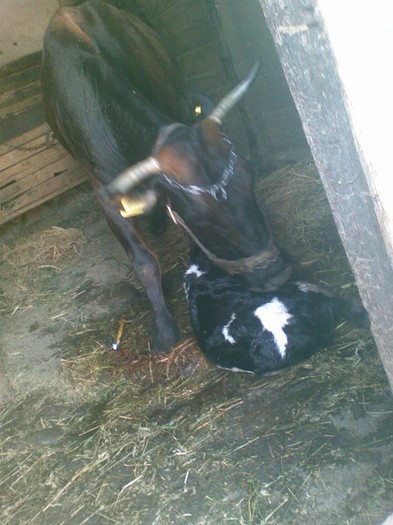 Poza(899) - vaca si vitel 2011