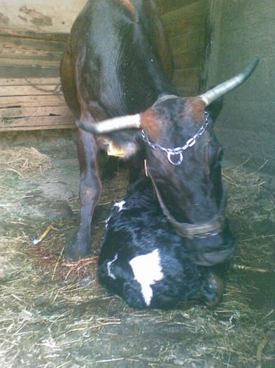 Poza(901) - vaca si vitel 2011