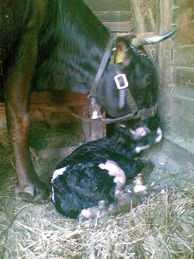 Poza(907) - vaca si vitel 2011