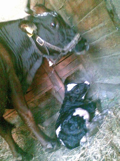Poza(909) - vaca si vitel 2011