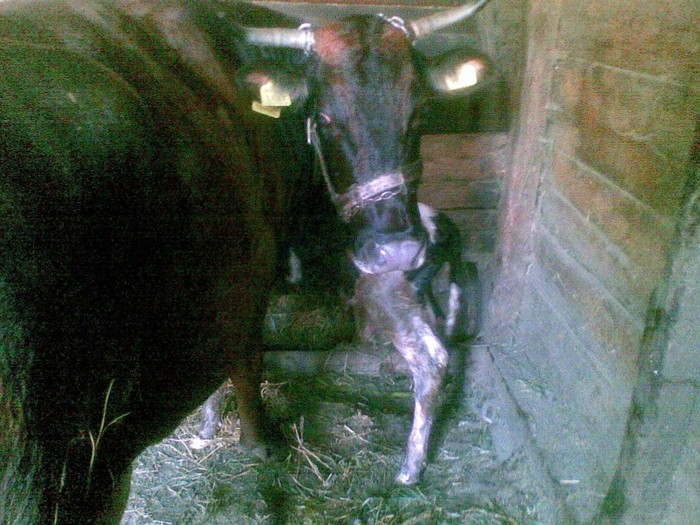 Poza(911) - vaca si vitel 2011