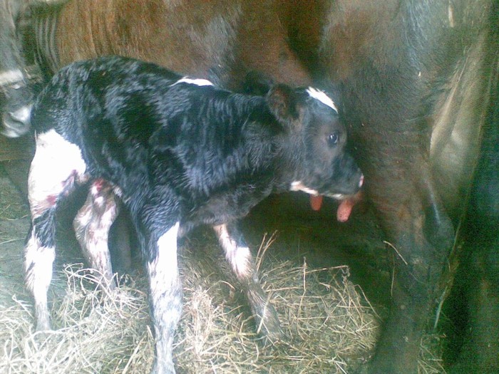Poza(913) - vaca si vitel 2011