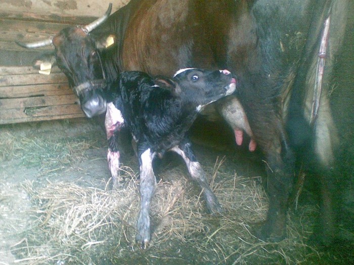 Poza(914) - vaca si vitel 2011