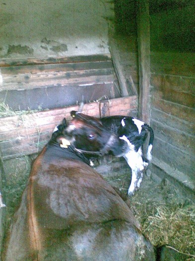 Poza(919) - vaca si vitel 2011