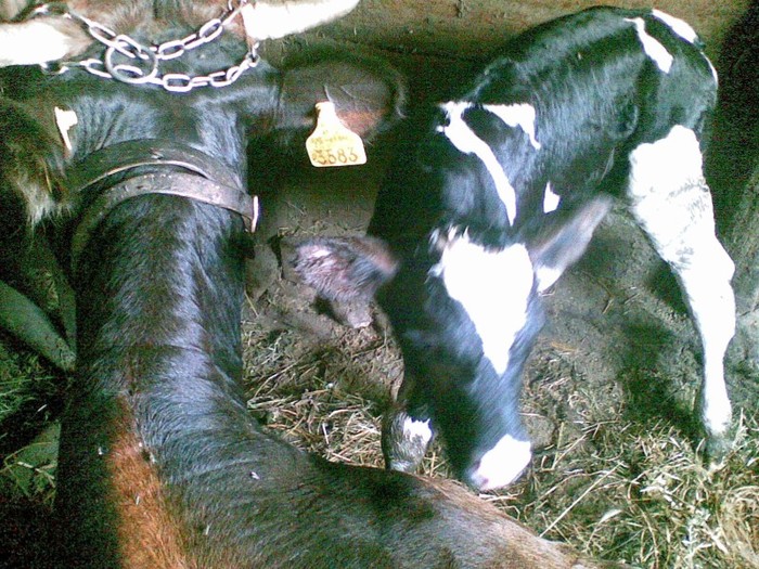 Poza(921) - vaca si vitel 2011
