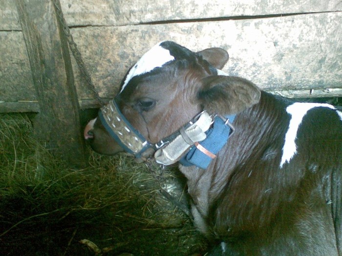 Poza(1053) - vaca si vitel 2011