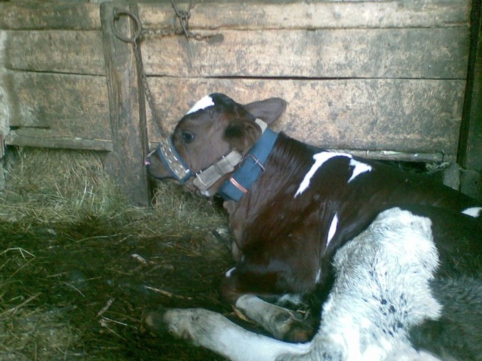 Poza(1054) - vaca si vitel 2011