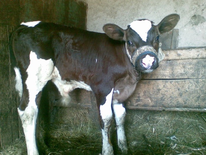 Poza(1057) - vaca si vitel 2011