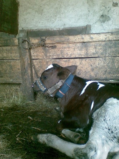 Poza(1055) - vaca si vitel 2011