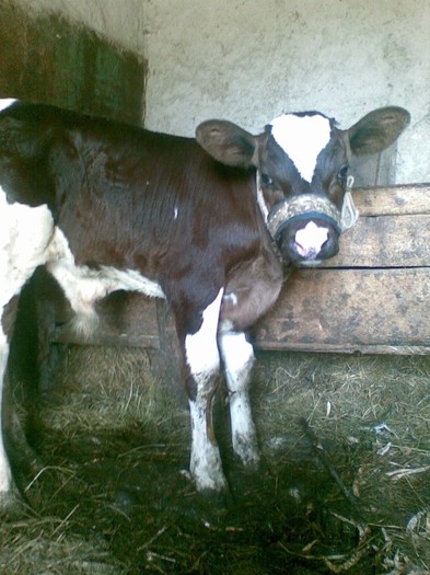 Poza(1058) - vaca si vitel 2011
