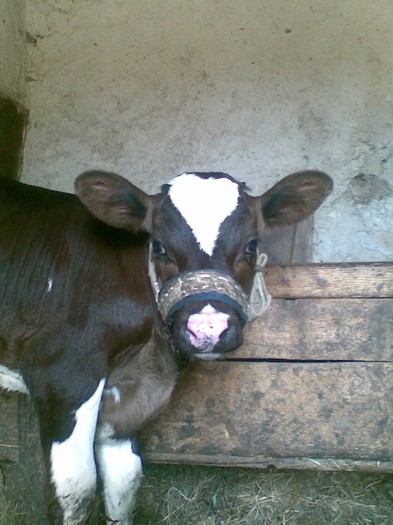 Poza(1059) - vaca si vitel 2011