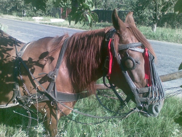 Poza(995) - iapa doina