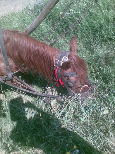 Poza(997) - iapa doina