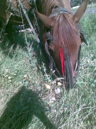 Poza(999) - iapa doina