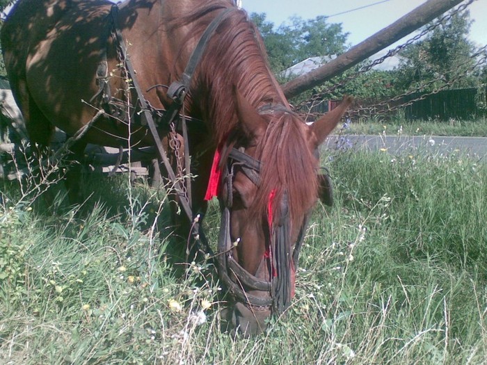 Poza(1001) - iapa doina