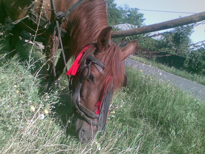 Poza(1002) - iapa doina