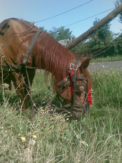 Poza(1003) - iapa doina