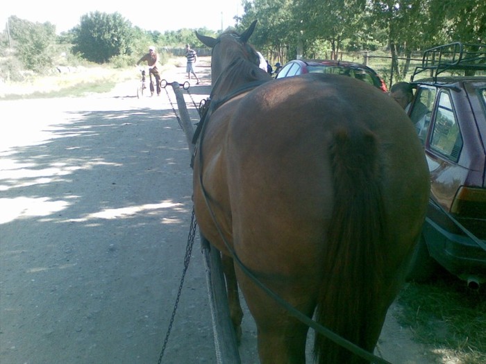 Poza(1004) - iapa doina