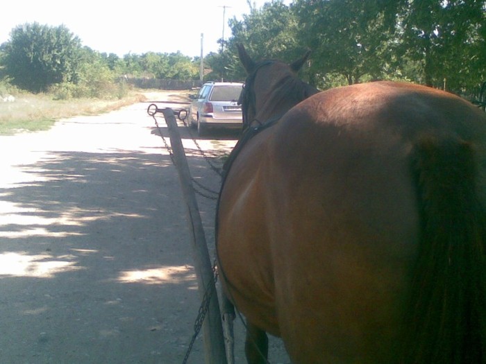 Poza(1006) - iapa doina