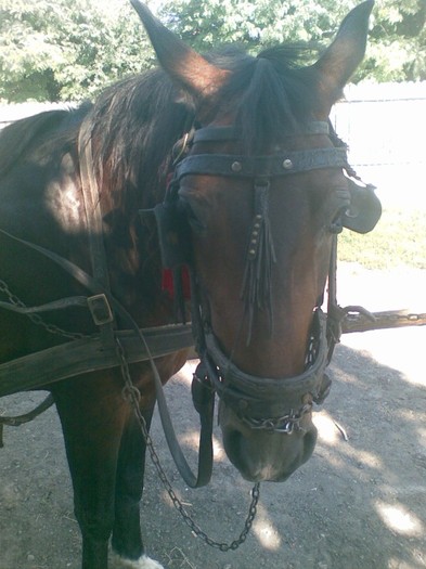 Poza(938) - iapa stela