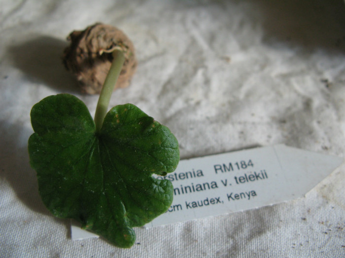 Dorstenia barminiana v. telekii