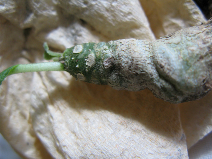 DORSTENIA aff. crispa f. green - Caudex Plante cu caudex