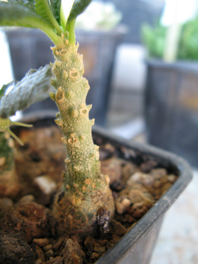 Dorstenia gigas - Caudex Plante cu caudex