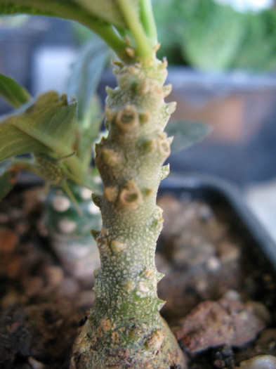 Dorstenia gigas - Caudex Plante cu caudex