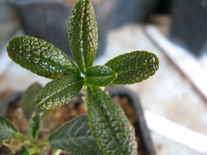 Dorstenia gigas - Caudex Plante cu caudex