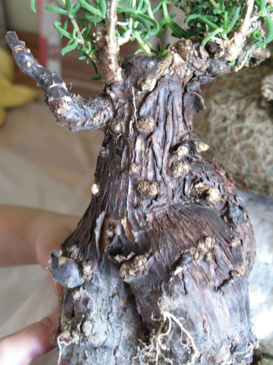 Mestoklema tuberosum - Caudex Plante cu caudex